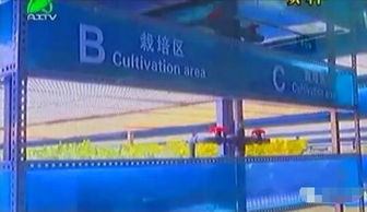 掀開植物工廠的智慧面紗 三安植物照明工廠項(xiàng)目本月底投產(chǎn)，引領(lǐng)現(xiàn)代農(nóng)業(yè)新篇章